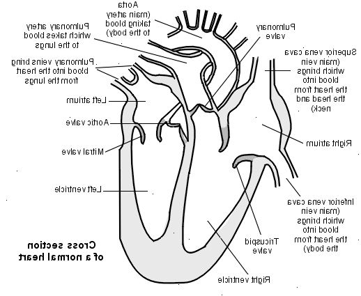 Coarctatio af aorta. Nogle anatomi normal hjerterytme og vigtigste blodkar.